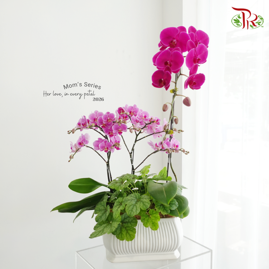 【Mum's Series】Love Grows Here 《爱在这里生长》