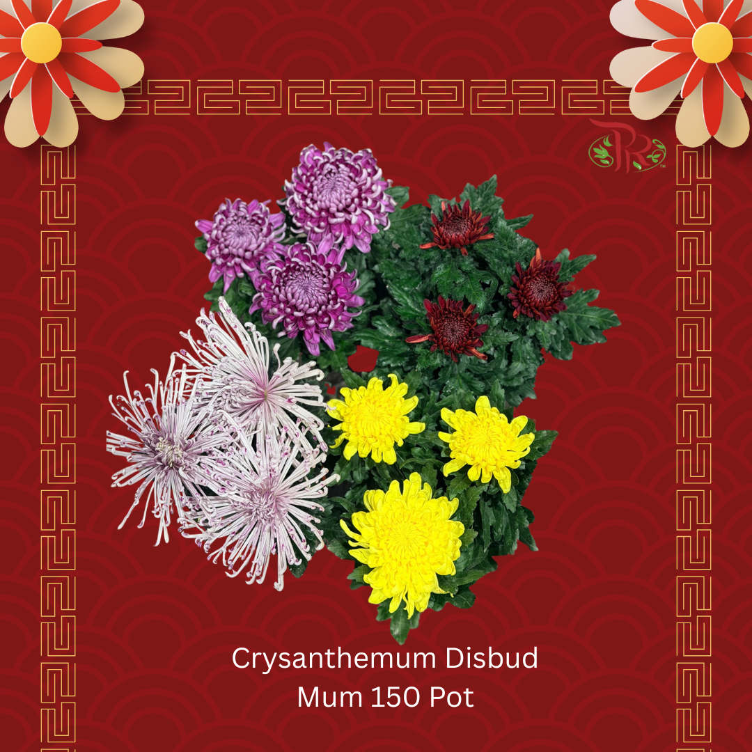 Chrysanthemum Mum Disbud P150- Random Choose Colour