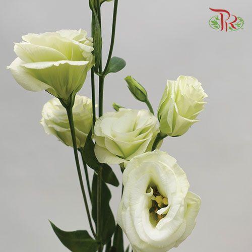 Eustoma - Green (10 Stems) - Pudu Ria Florist