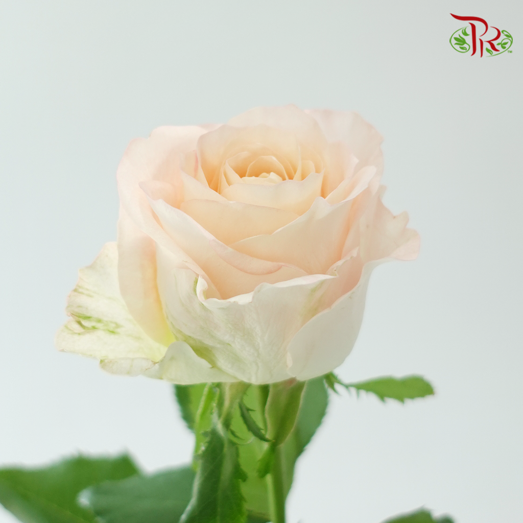 Rose Dora - Animal Flower Horse 兽花马 (10 Stems)