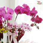 【Mum's Series】Guardian of Love 《爱的守护》
