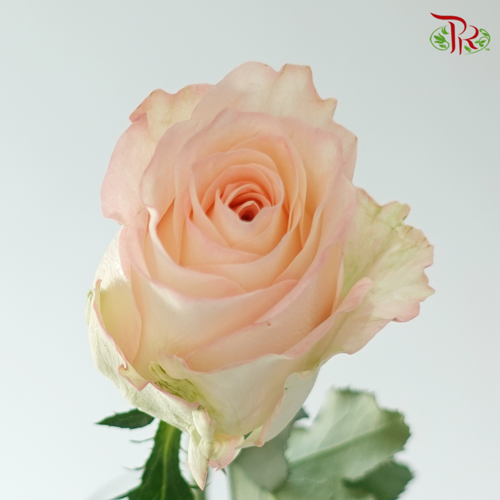 Rose Dora - Animal Flower Horse 兽花马 (10 Stems)