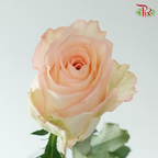 Rose Dora - Animal Flower Horse 兽花马 (10 Stems)