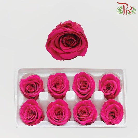 8 Bloom Rose - Cherry Pink-Cherry Pink-China-prflorist.com.my