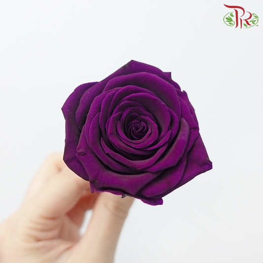 8 Bloom Rose - Dark Purple-Dark Purple-China-prflorist.com.my
