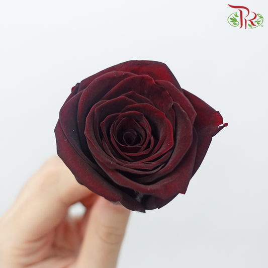 8 Bloom Rose - Dark Red-Dark Red-China-prflorist.com.my