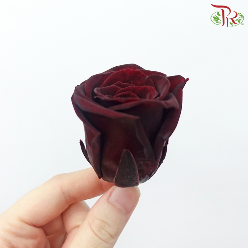 8 Bloom Rose - Dark Red-Dark Red-China-prflorist.com.my