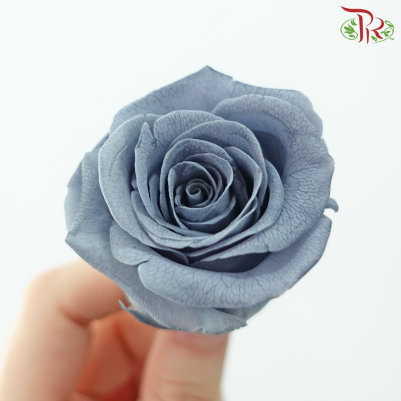 8 Bloom Rose - Grey-Gray-China-prflorist.com.my