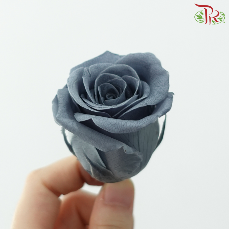 8 Bloom Rose - Grey-Gray-China-prflorist.com.my