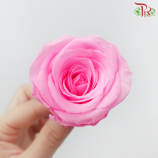 8 Bloom Rose - Neon Pink-Neon Pink-China-prflorist.com.my