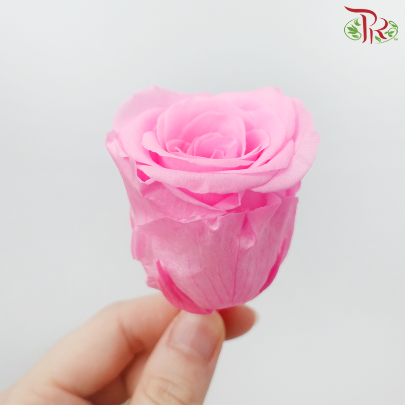 8 Bloom Rose - Neon Pink-Neon Pink-China-prflorist.com.my