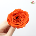 8 Bloom Rose - Orange-Orange-China-prflorist.com.my