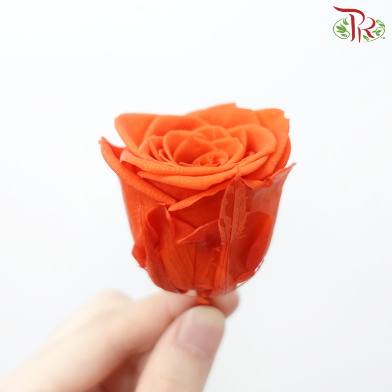 8 Bloom Rose - Orange-Orange-China-prflorist.com.my