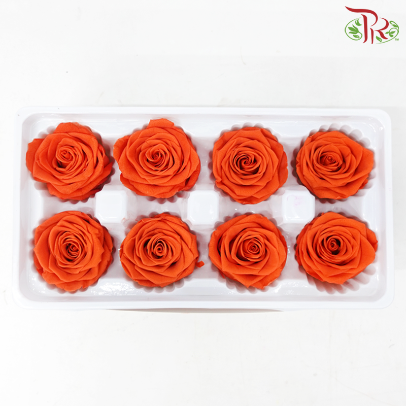 8 Bloom Rose - Orange-Orange-China-prflorist.com.my