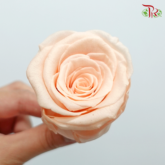 8 Bloom Rose - Peach-Peach-China-prflorist.com.my