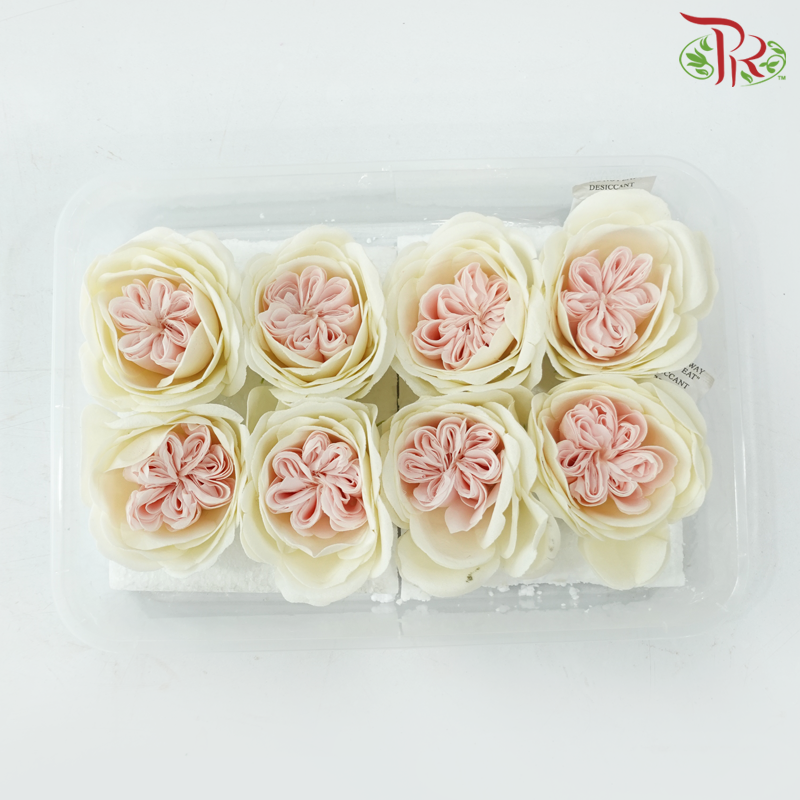 8 Blooms Austen Rose Soap Flower - Cream With Inner Pink (FBA088 #5)-Cream With Inner Pink-Pudu Ria Florist-prflorist.com.my