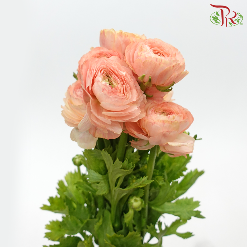 Ranunculus - Deep Champagne (10 Stems) *Small Bud (Fragile) - Pudu Ria Florist