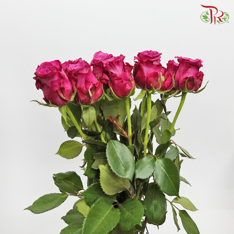 Rose (50cm) - Blueberry (10 Stems) - Pudu Ria Florist