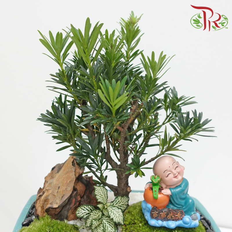 CNY Podocarpus Arrangement in Rectangular Turquoise Colour Pot《蛇财聚福》 (Random Choose Design & CNY Ornaments)