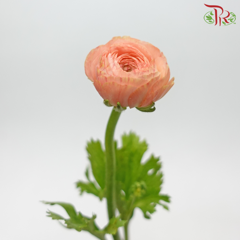 Ranunculus - Deep Champagne (10 Stems) *Small Bud (Fragile) - Pudu Ria Florist