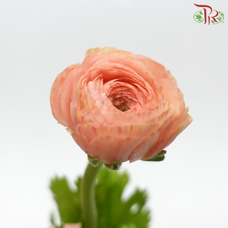 Ranunculus - Deep Champagne (10 Stems) *Small Bud (Fragile) - Pudu Ria Florist