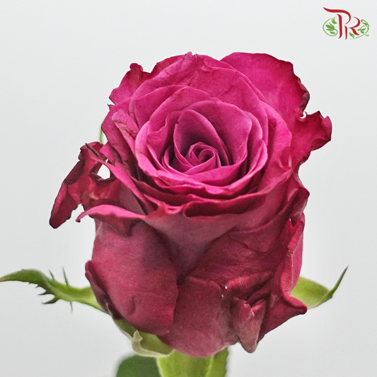 Rose (50cm) - Blueberry (10 Stems) - Pudu Ria Florist