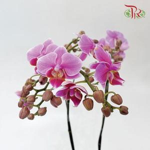 Mini Double Stems Phalaenopsis Orchid - Light Purple (Without Vase)