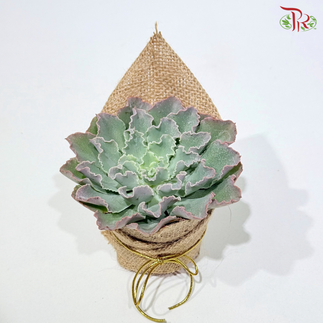 Succulent Plant Arrangement (Random Choose Succulent)
