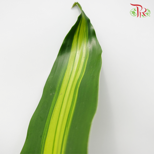 Iron Leaf (Massengana) - Pudu Ria Florist