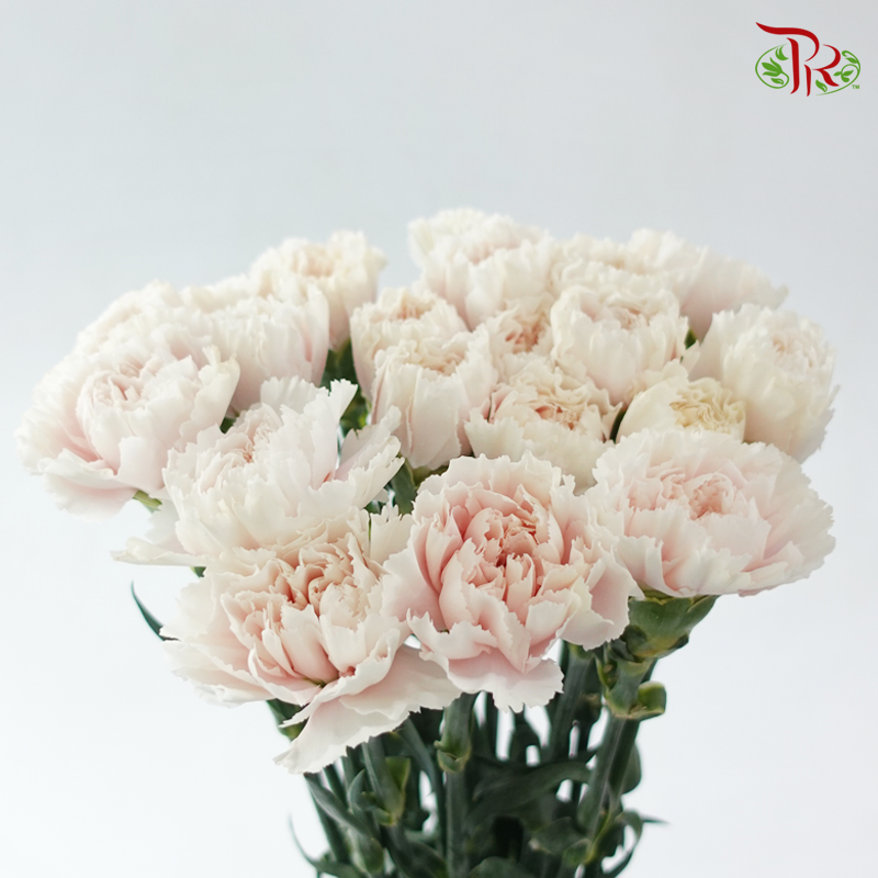 Carnation - Yu You  羽友 (18-20 Stems)