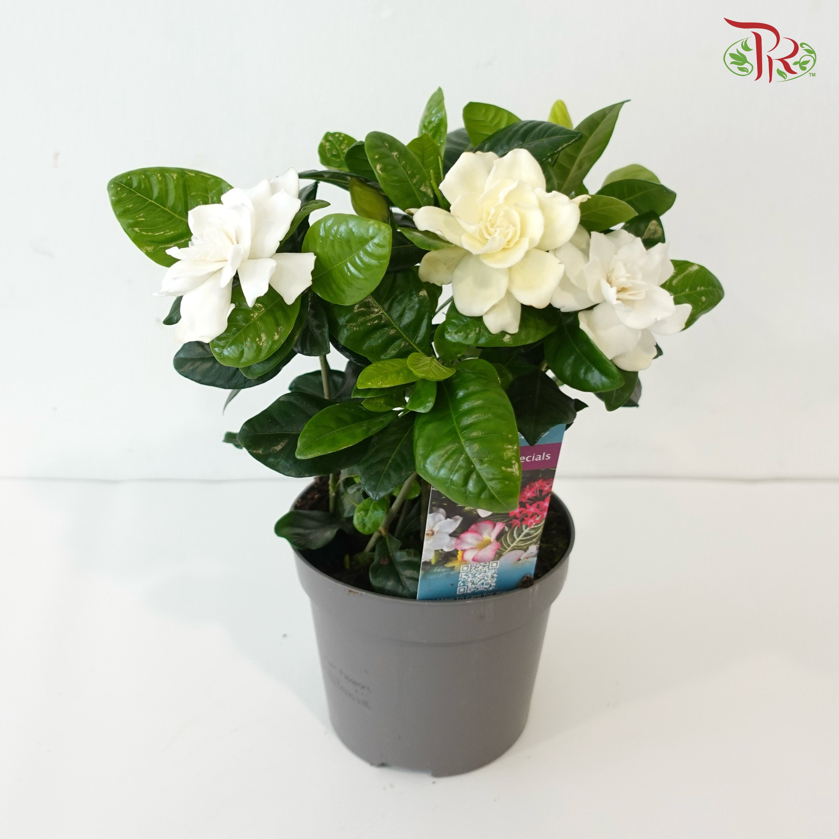 Gardenia 130 - 25cm《栀子花》