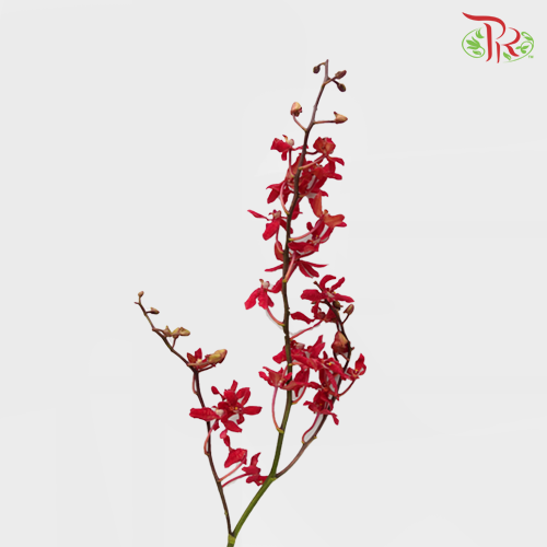 Orchid Anora Red (Five Friendship) - (5 Stems) - Pudu Ria Florist