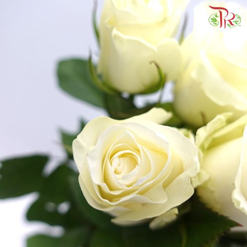 Rose - Proud (10 Stems) - Pudu Ria Florist
