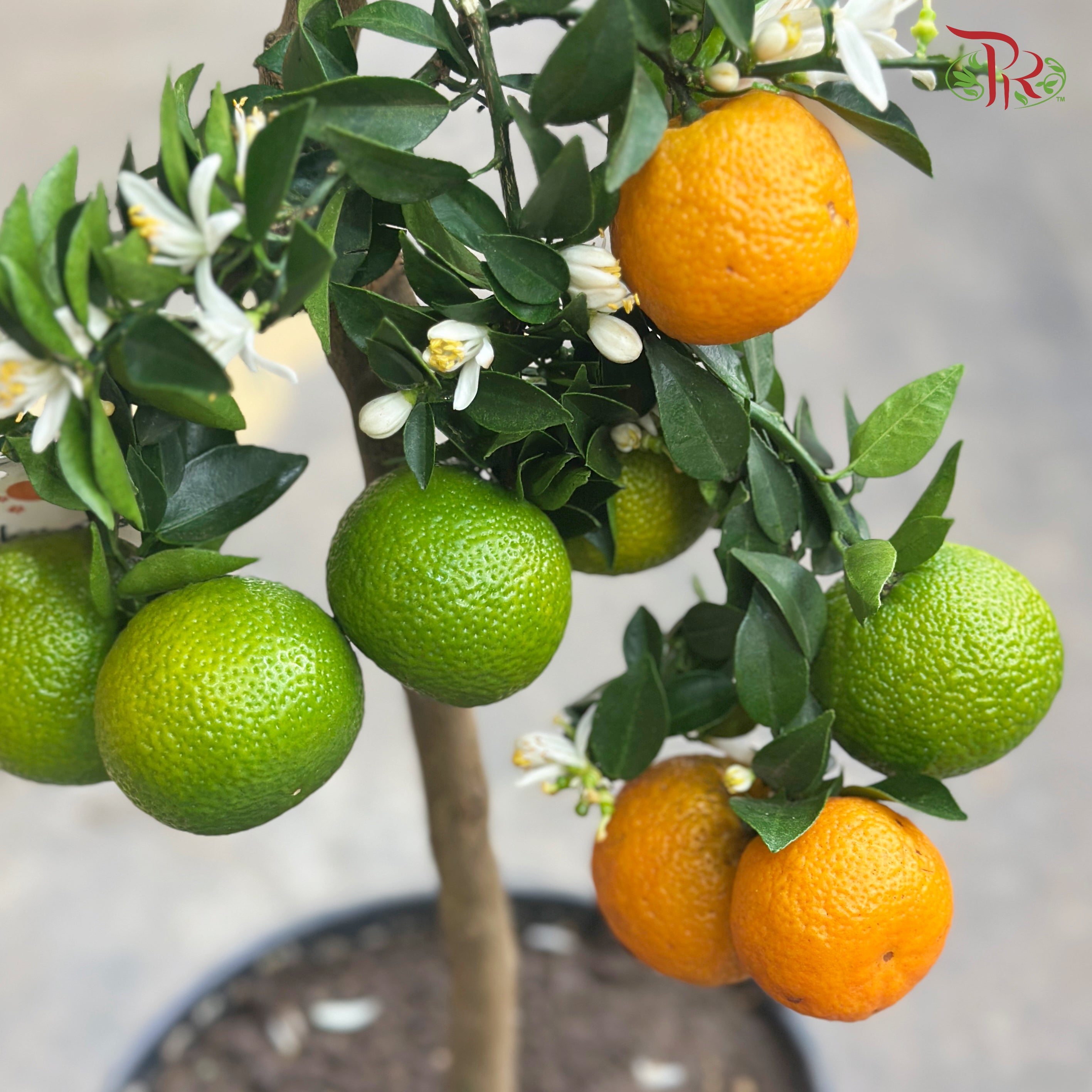 Citrus Chinotto 210 - 75cm《朱栾》