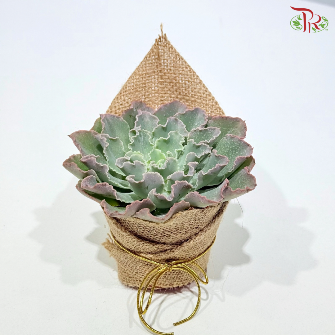 Succulent Plant Arrangement (Random Choose Succulent)
