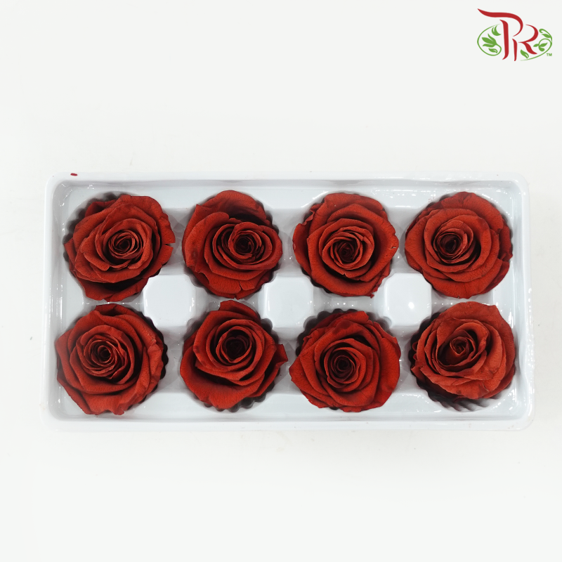 8 Blooms Preserved Roses - Rust