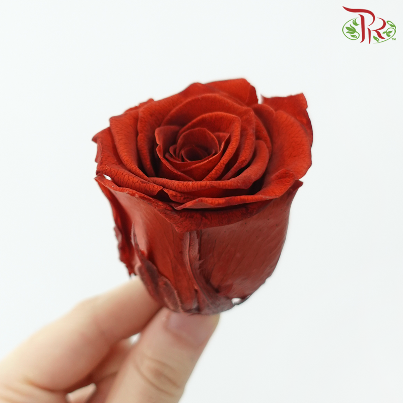 8 Blooms Preserved Roses - Rust