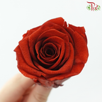 8 Blooms Preserved Roses - Rust