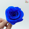 Preserved Roses - Dark Blue ( 8 Blooms )
