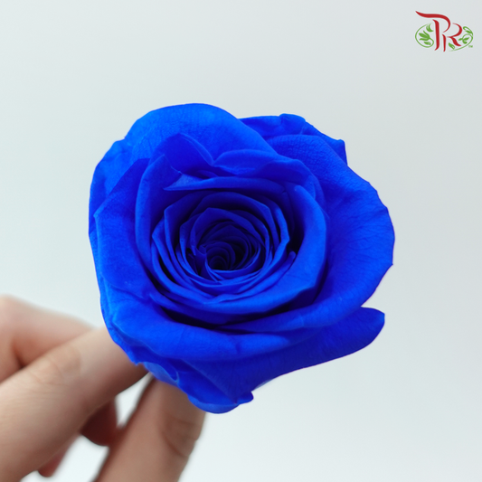 8 Blooms Preserved Roses - Royal Blue