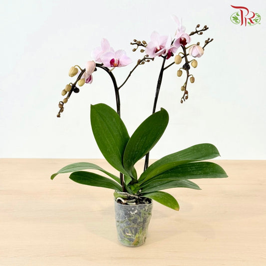 Mini Double Stem Phalaenopsis Orchid - M-WR (SRM0952) (Without Vase)