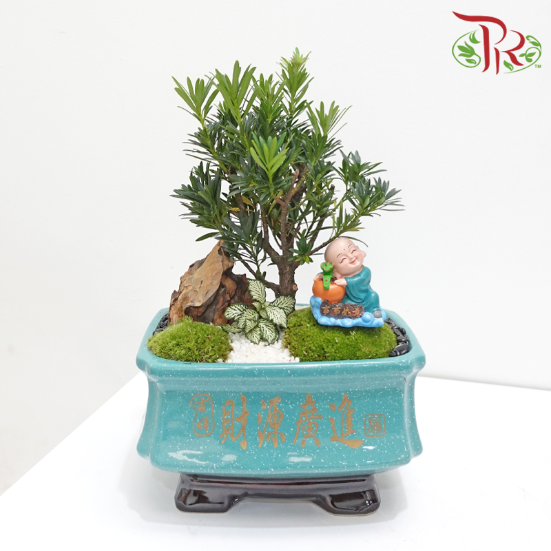 CNY Podocarpus Arrangement in Rectangular Turquoise Colour Pot《蛇财聚福》 (Random Choose Design & CNY Ornaments)