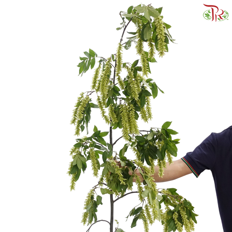 Xiao Feng Yang《小枫杨》(Per Bunch)