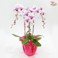 3in1 Orchids Arrangement With Pink Wrapping Cloth (Random Choose Orchid Color, Design & Deco) (With Deco Options)