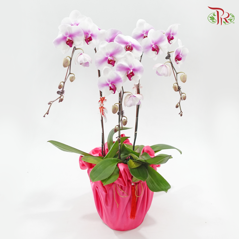 3in1 Orchids Arrangement With Pink Wrapping Cloth (Random Choose Orchid Color, Design & Deco) (With Deco Options)