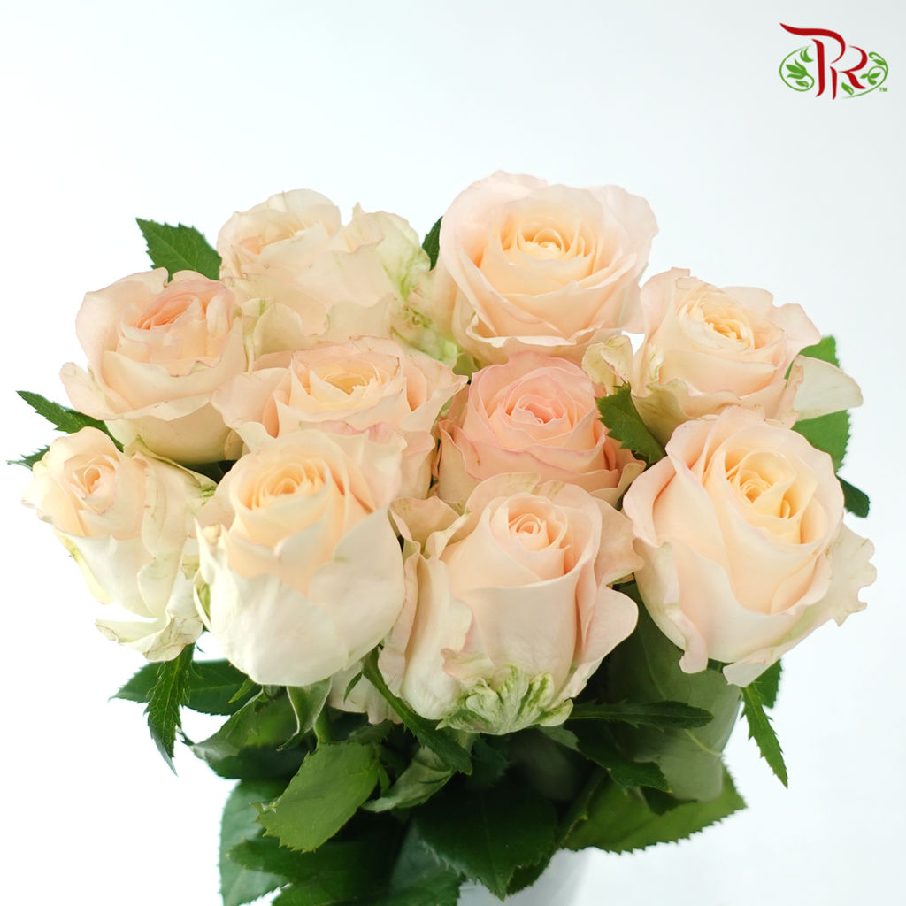 Rose Dora - Animal Flower Horse 兽花马 (10 Stems)