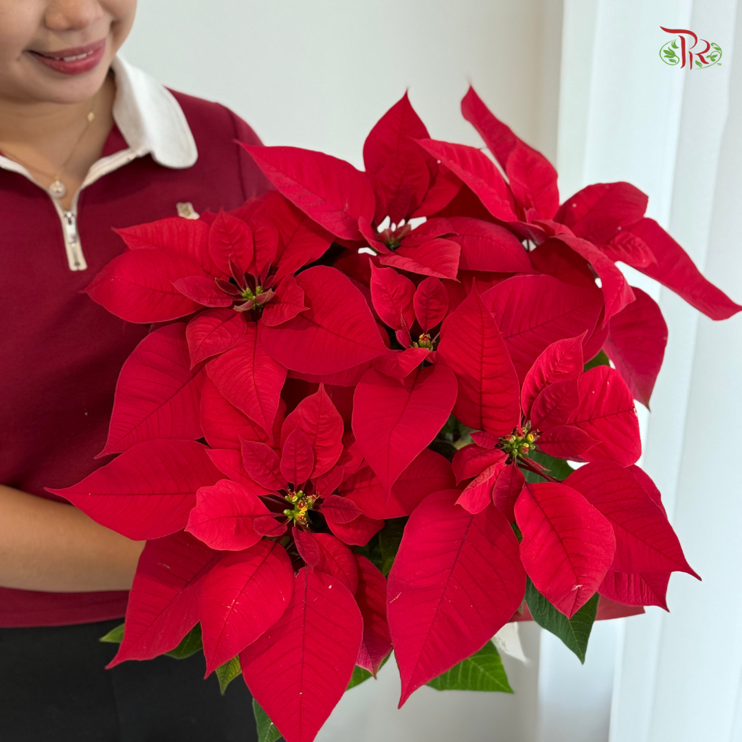 【XMAS 2025】Star & Bloom with Poinsettia 星与花圣诞