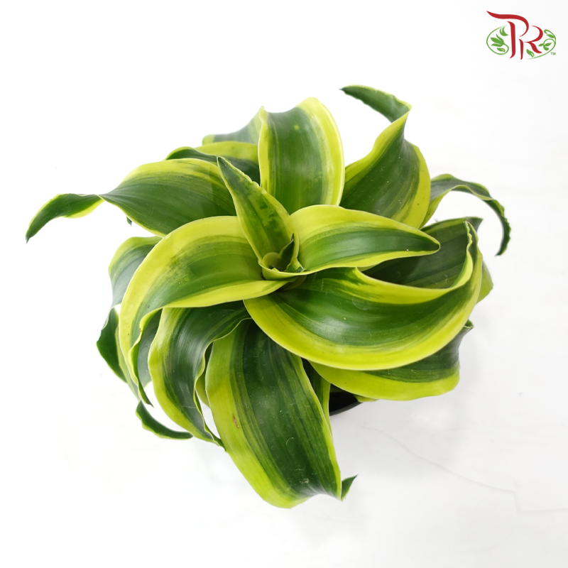 Dracaena  Fragrance Golden Sea 150P《铁树 巴西木》(Random Choose Plant)