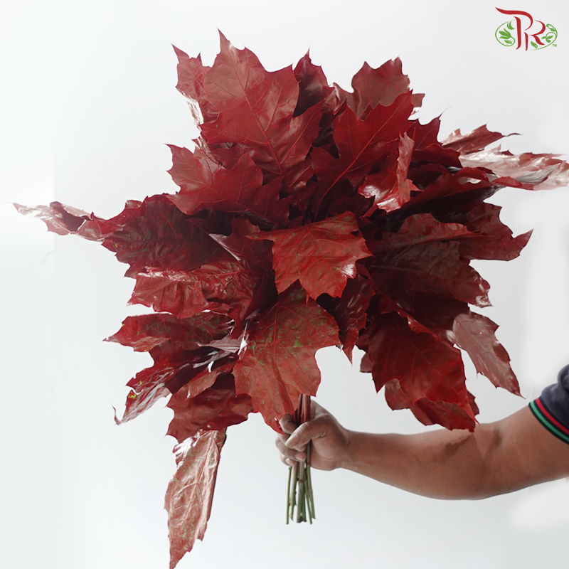 Quercus Leaf Dyed Red (10 Stems)