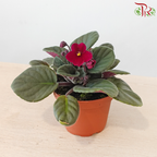 Saintpaulia 105P《紫罗兰》Y05 (Random Choose Colors)